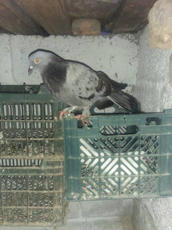 Aseel Patha . or fancy pigeon for sale 14