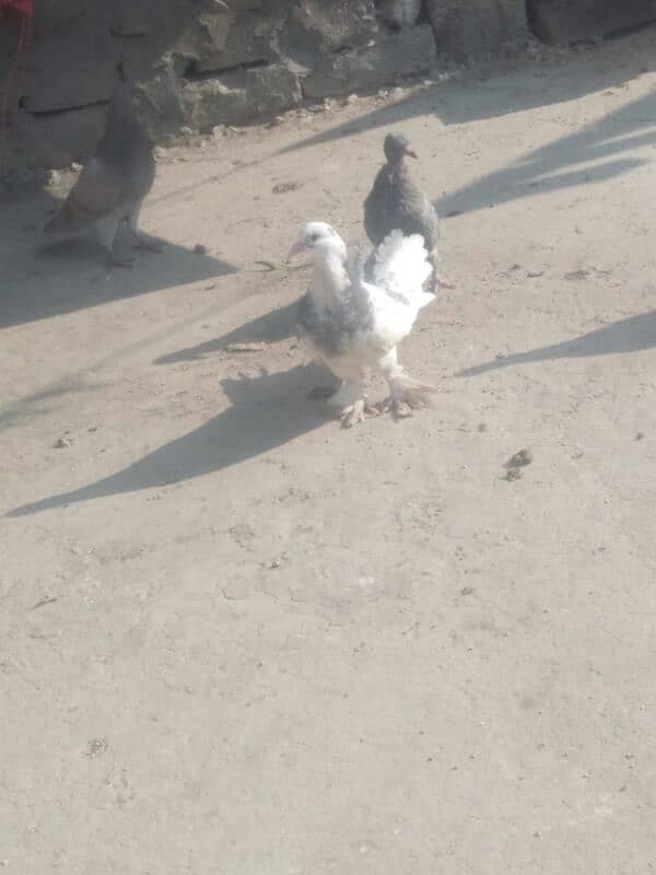 Aseel Patha . or fancy pigeon for sale 15