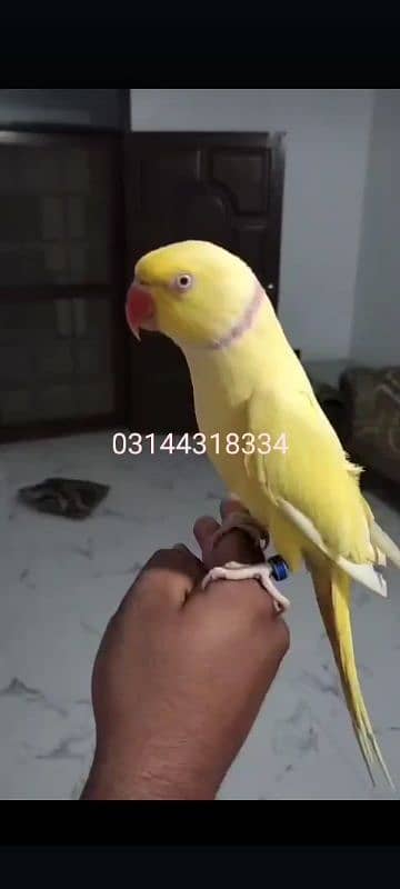 yellow ringneck male talking tamed 1