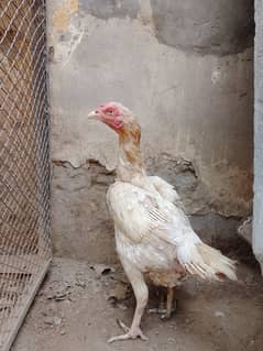 Sindhi aseel female available for sale