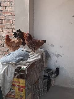 3 hens 1 male