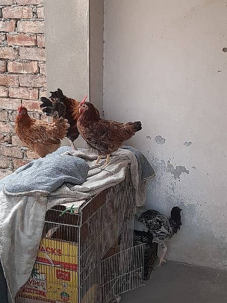 3 hens 1 male 0