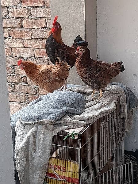 3 hens 1 male 1