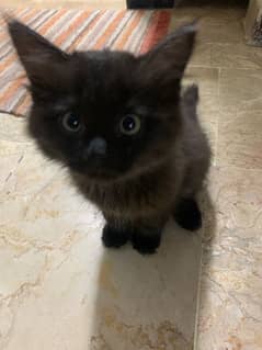 kitten black and white persian