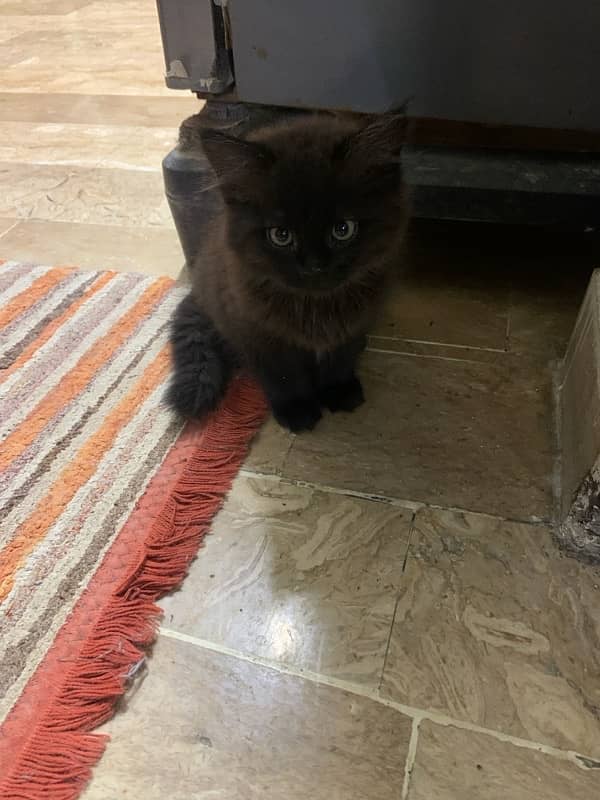 kitten black and white persian 3