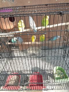 Australian Parrot Budgie Adult breeder pair for sale.