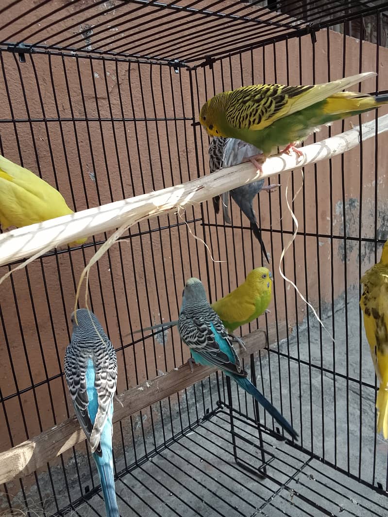 Australian Parrot Budgie Adult breeder pair for sale. 1