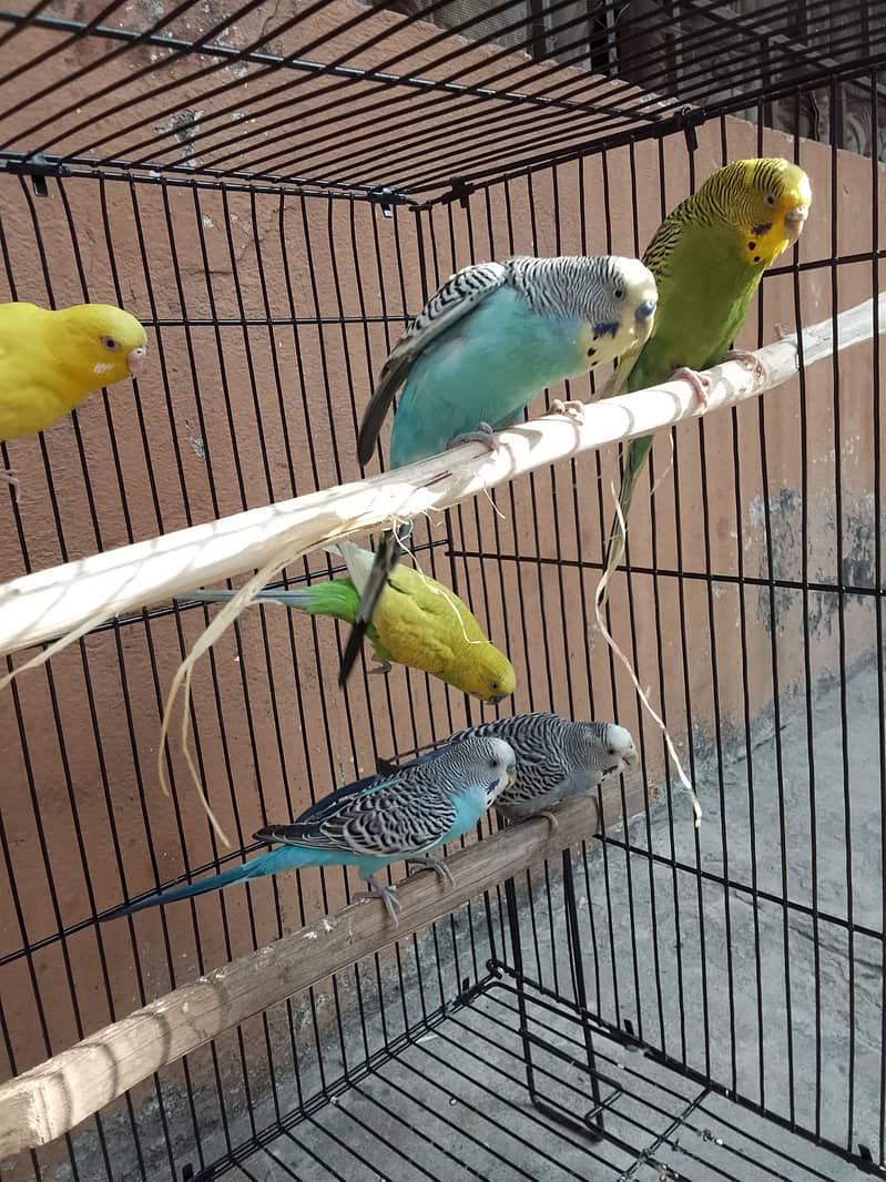 Australian Parrot Budgie Adult breeder pair for sale. 2