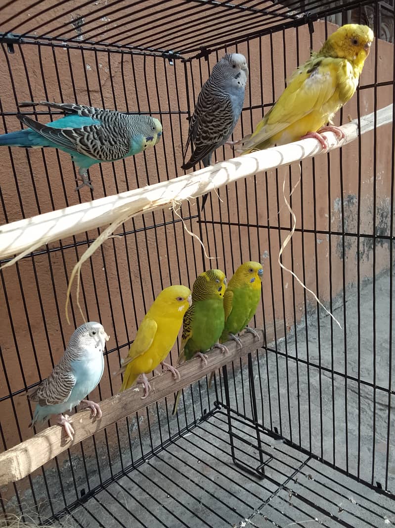 Australian Parrot Budgie Adult breeder pair for sale. 3