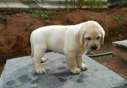 Labrador puppies available looking for a new home