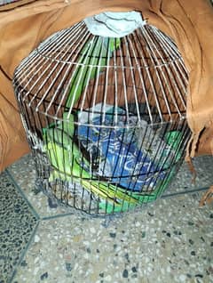 Male parrot for sale