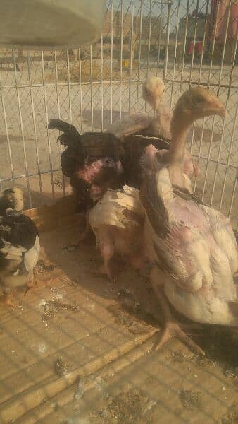 7 aseel chicks 2