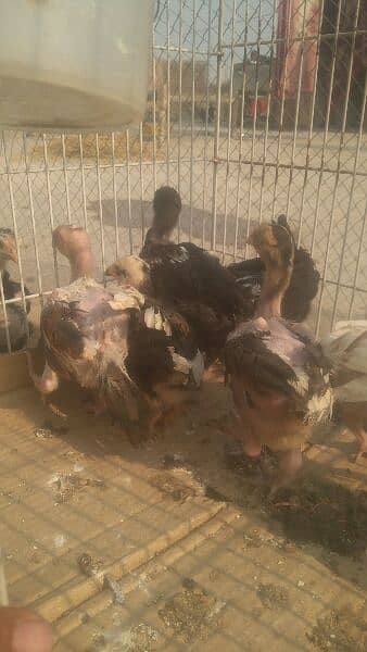 7 aseel chicks 6