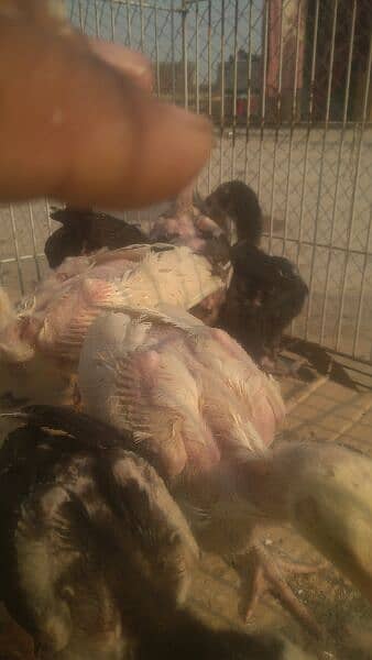 7 aseel chicks 8