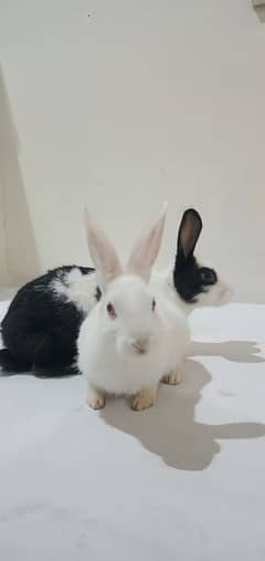 Adorable Rabbits for Sale – Unique Male & Gentle Female