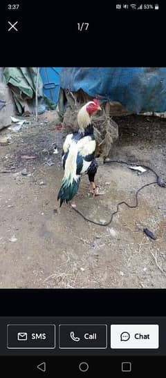 assalam alikum for sale quality birds are locate