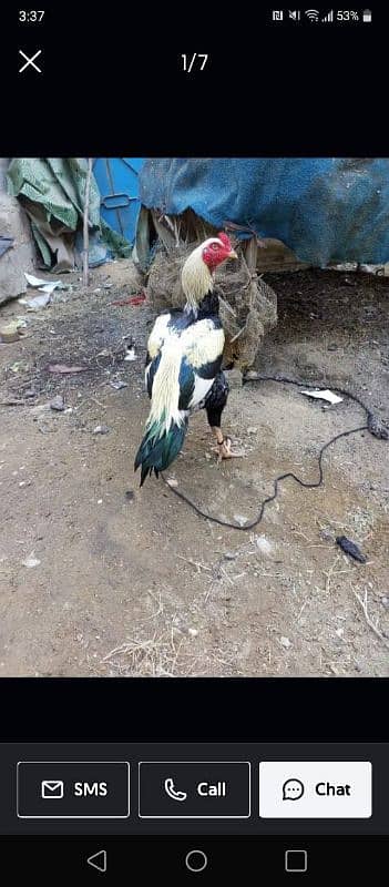 assalam alikum for sale quality birds are locate 0