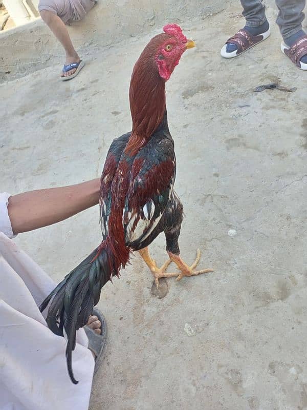 assalam alikum for sale quality birds are locate 2