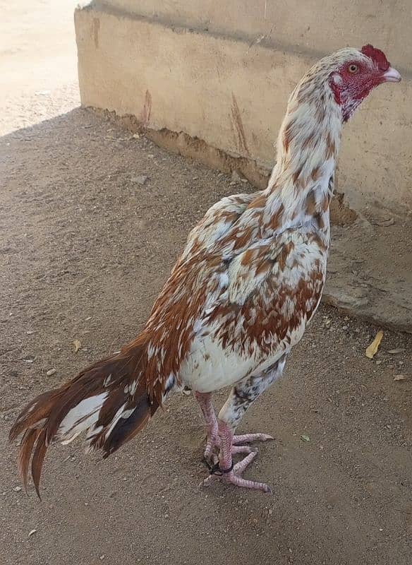 assalam alikum for sale quality birds are locate 3