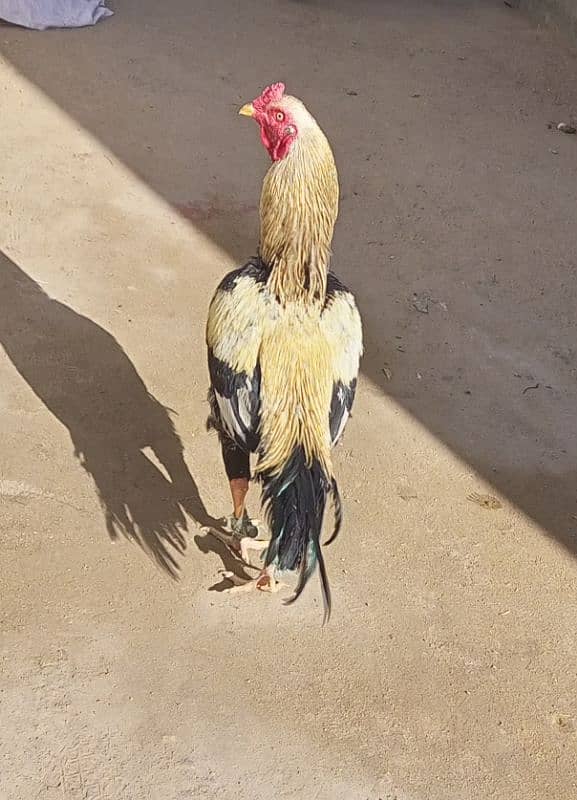 assalam alikum for sale quality birds are locate 4