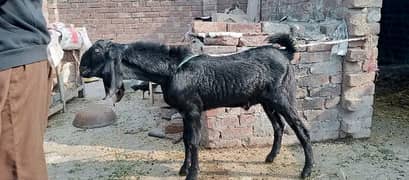 Desi betal bakra