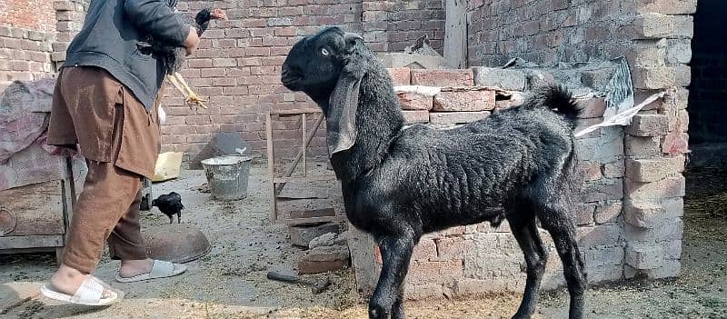 Desi betal bakra 1