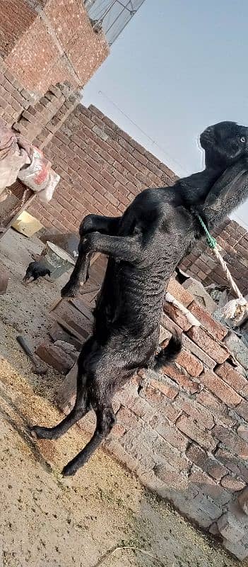 Desi betal bakra 2