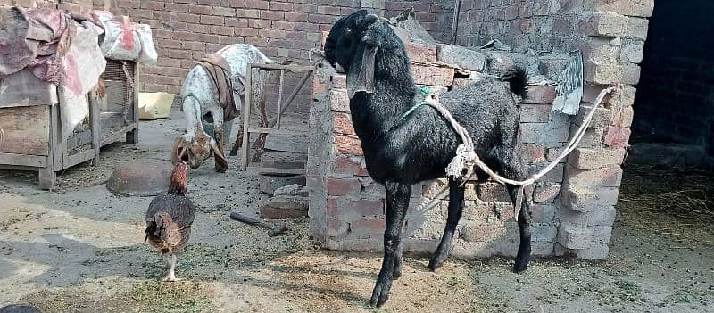 Desi betal bakra 3