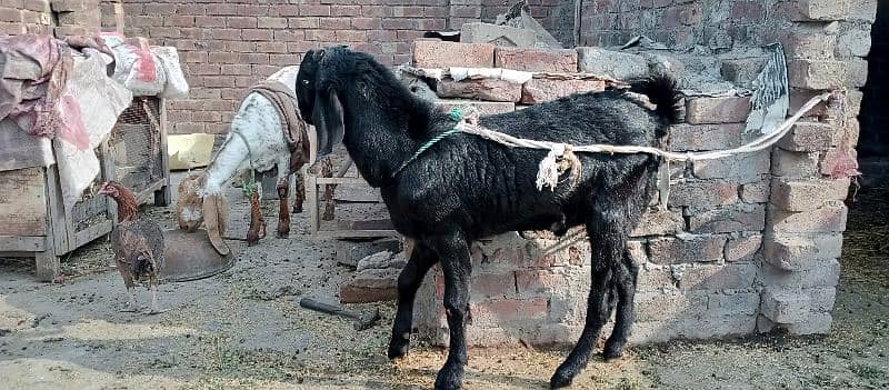 Desi betal bakra 4