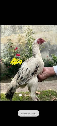 Desi aseel hen pure Desi hen for sale