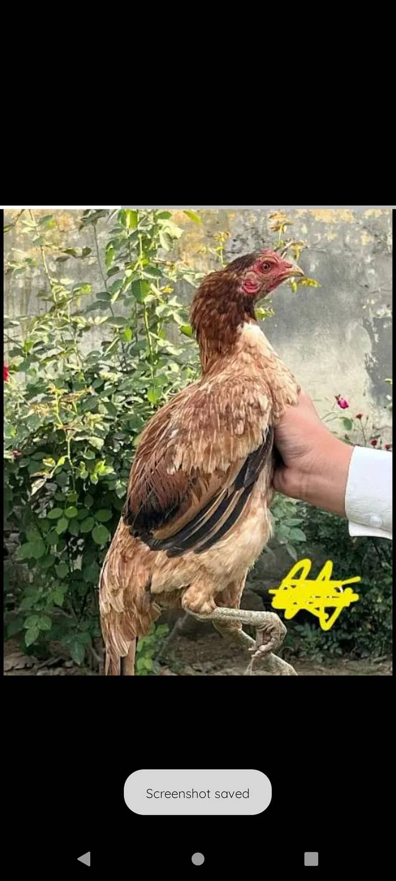 Desi aseel hen pure Desi hen for sale 1