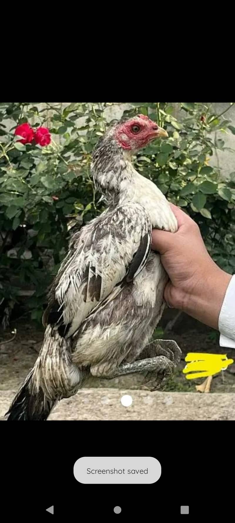 Desi aseel hen pure Desi hen for sale 2