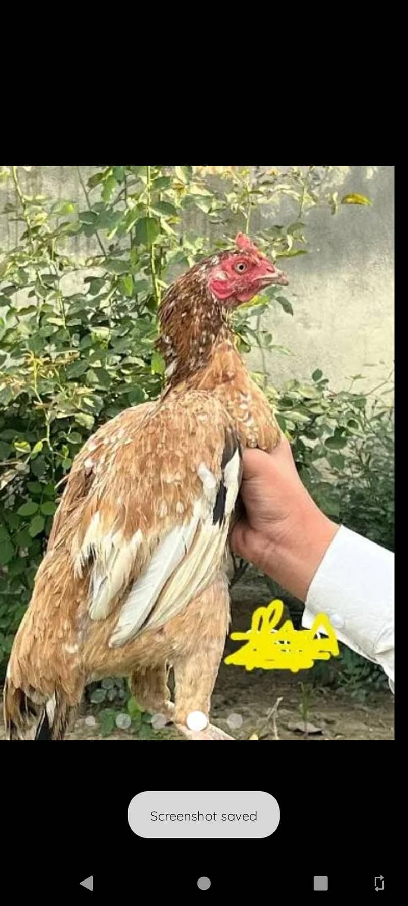 Desi aseel hen pure Desi hen for sale 3