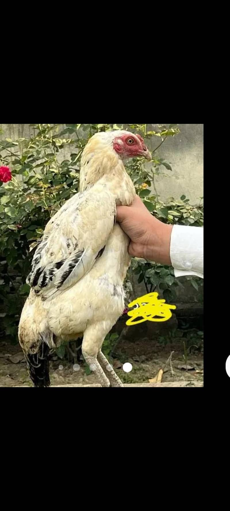 Desi aseel hen pure Desi hen for sale 4