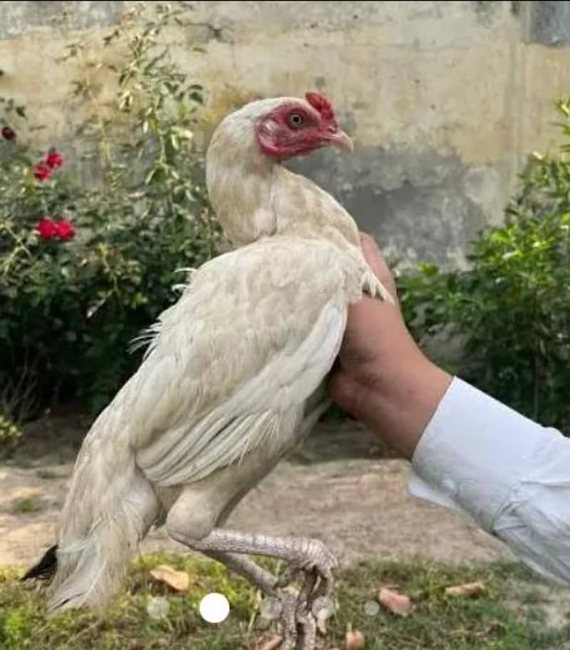 Desi aseel hen pure Desi hen for sale 5