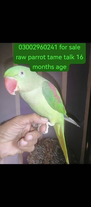 raw pahari Parrot male tame talk 0