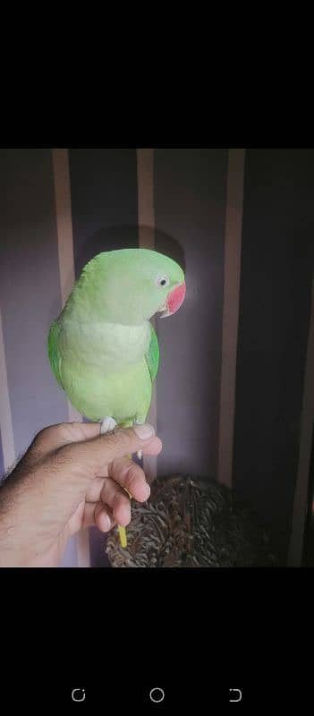 raw pahari Parrot male tame talk 1