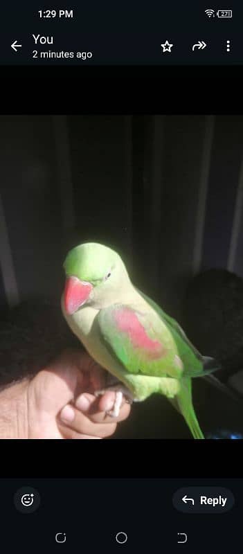 raw pahari Parrot male tame talk 2