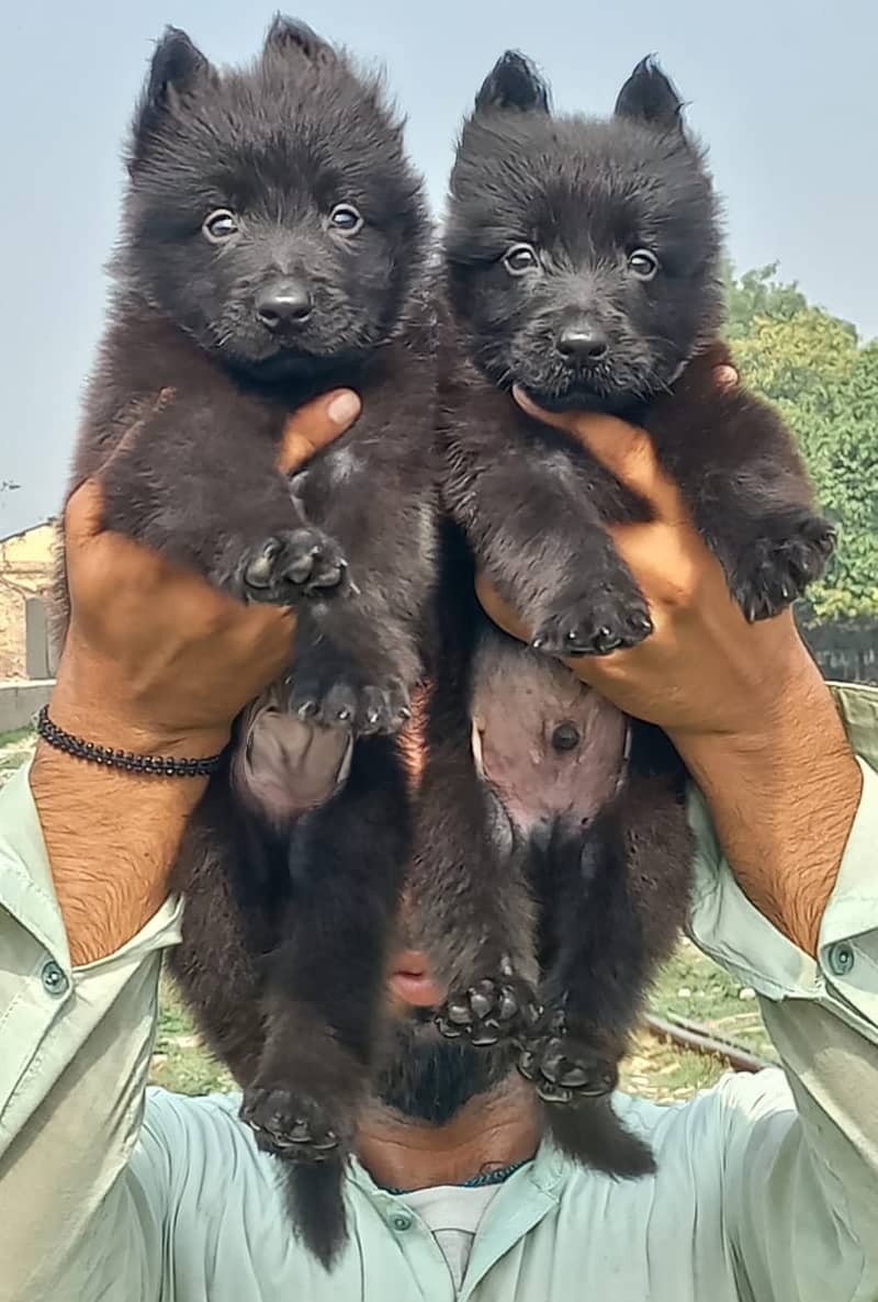 Belgian shepherd puppies / shepherd dog / puppy / black shepherd pair 0