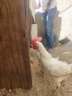 Aseel Breeder pair for Sale