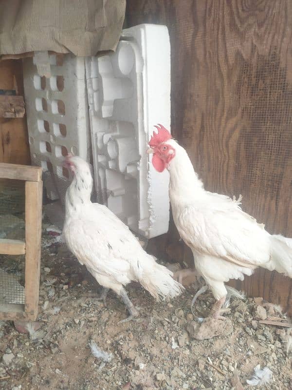 Aseel Breeder pair for Sale 1