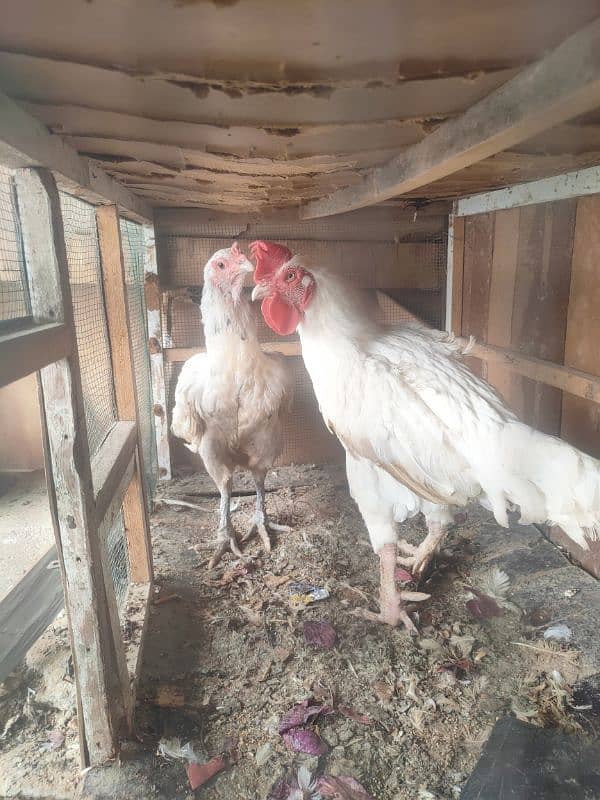 Aseel Breeder pair for Sale 3