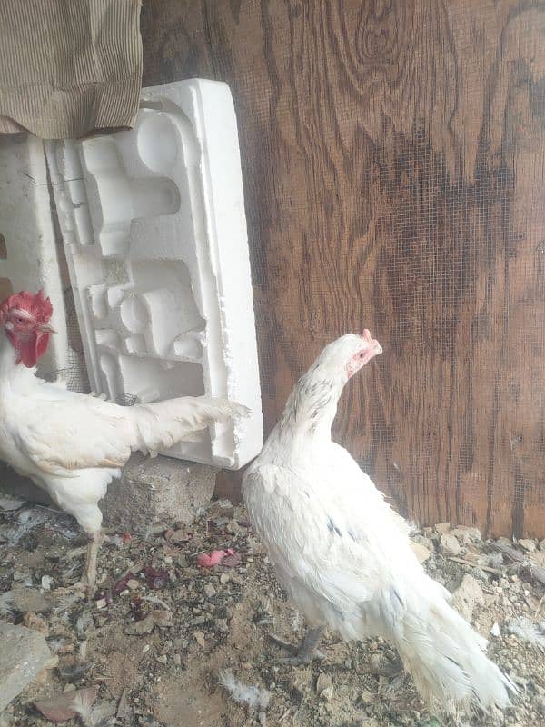 Aseel Breeder pair for Sale 4