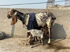 Makhi Chine Bakre with 2 bacha male female