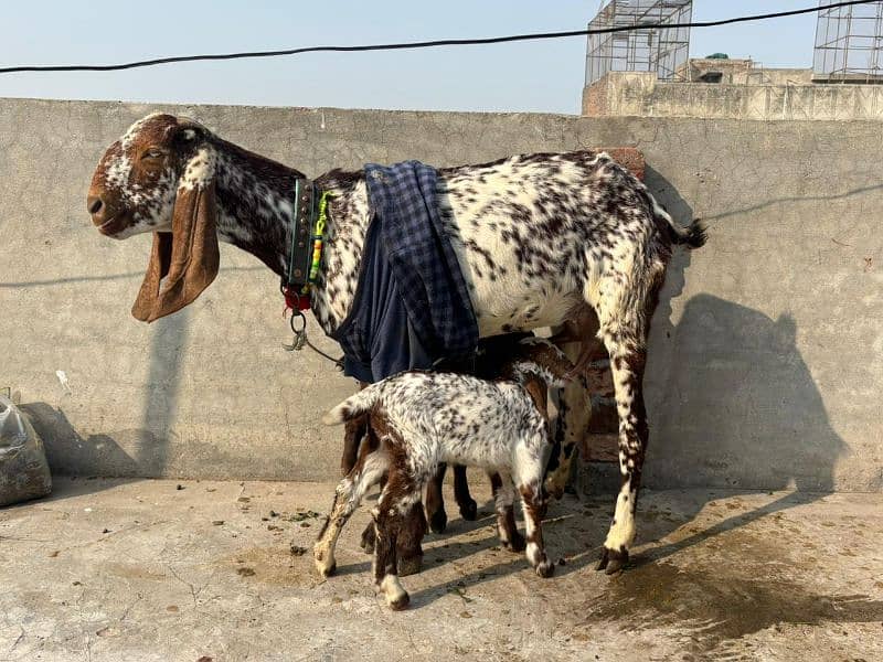 Makhi Chine Bakre with 2 bacha male female 0