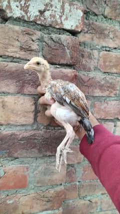 aseel mianwali 2 months old chicks