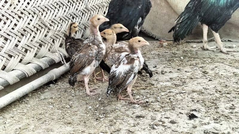 aseel mianwali 2 months old chicks 2