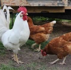 Loman brown hens for sale