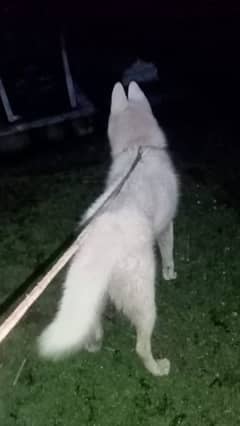 White Husky Male