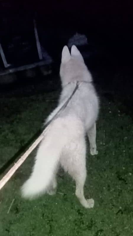 White Husky Male 0